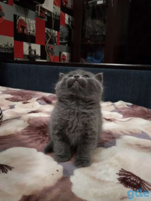 Милые ШОТЛАНСКИЕ КОТЯТА, фотография 8