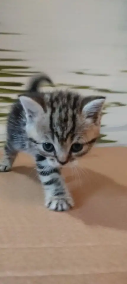 Британские котята, фотография 7