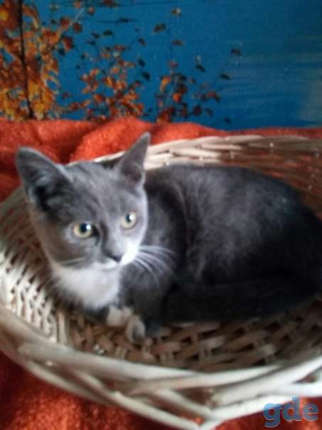 Котята ищут дом, фотография 1