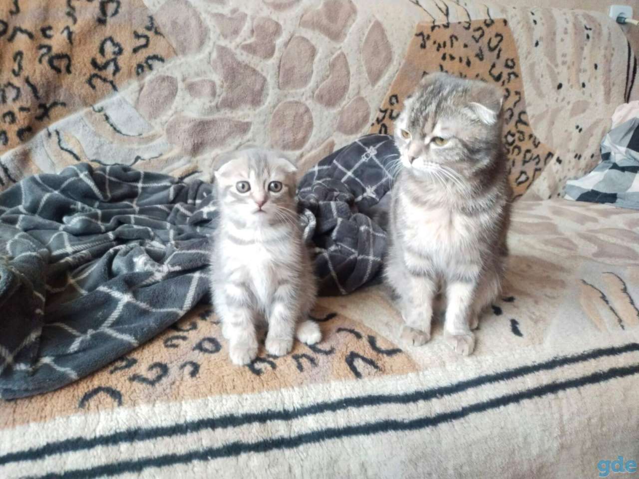 Продам шатландская вислоухая кошка 2.5 месяца срочно!!!, фотография 1