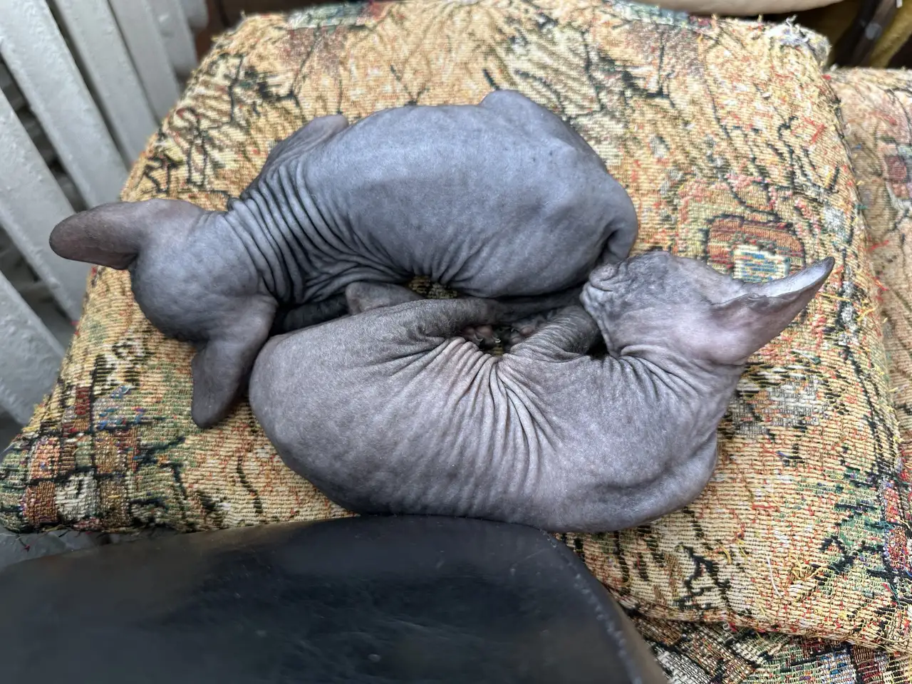 Котятки донского сфинкса, фотография 7