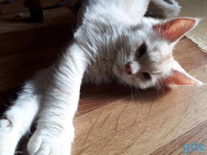Котята Мейн КУН, фотография 7