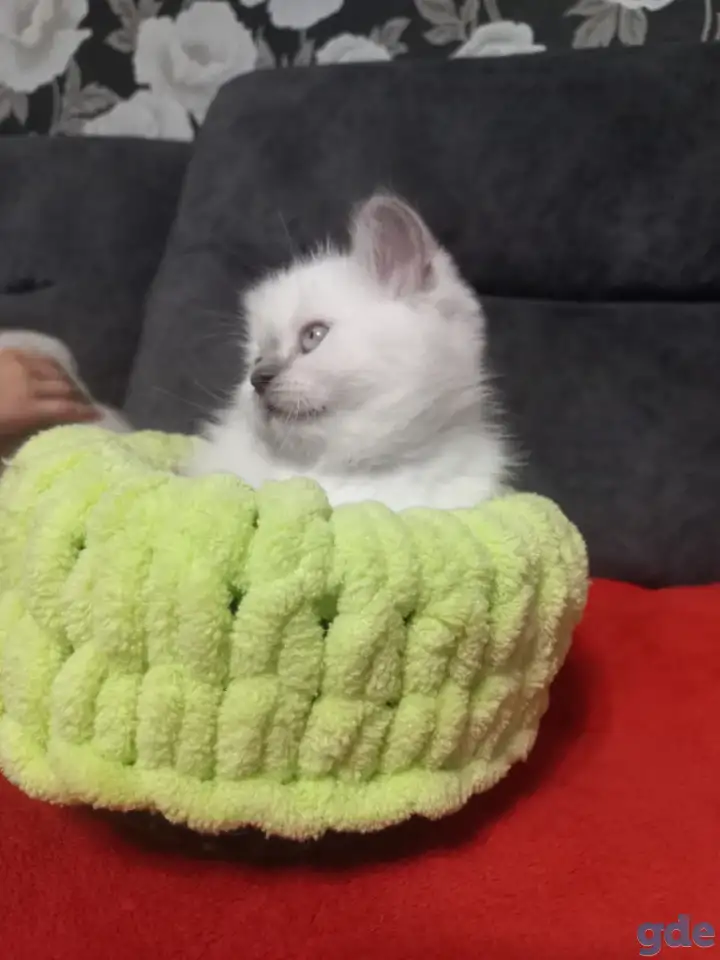 Продаются котята, британцы, фотография 5