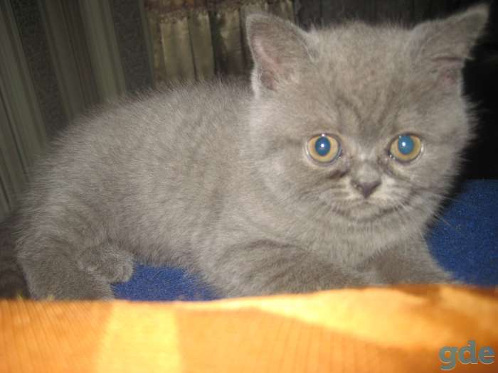Британские котята, фотография 1