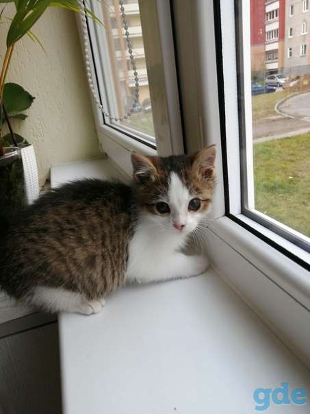 Котенок ищет дом, фотография 1