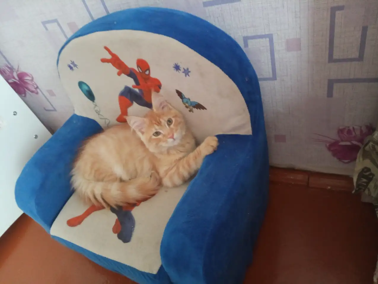 Кот, фотография 3