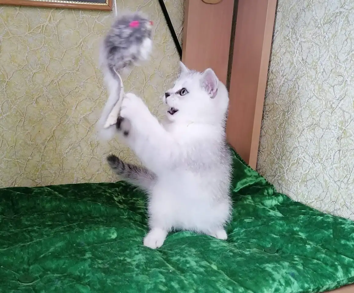Британские серебристые котята, фотография 1