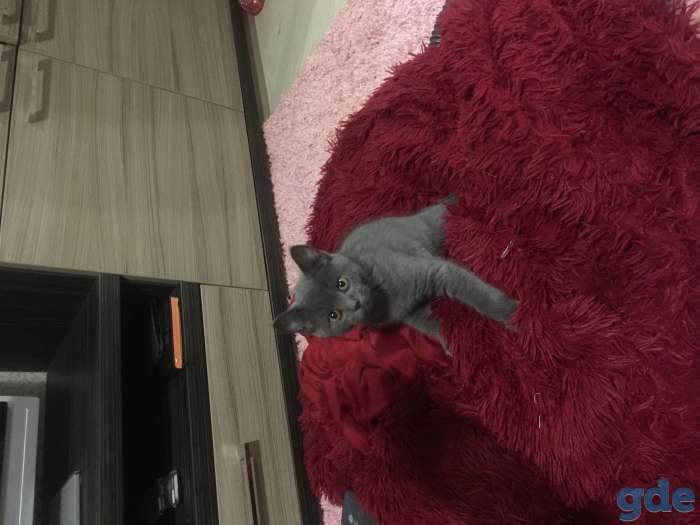 Котёнок, фотография 1
