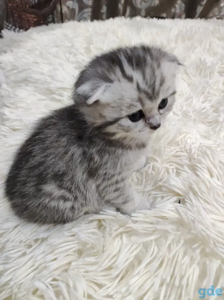 Шотландские плюшевые котята, фотография 1