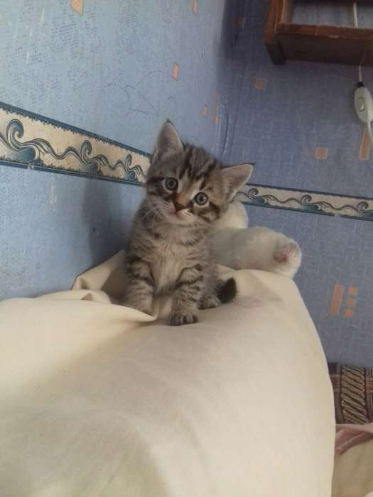 дарю котят, фотография 2