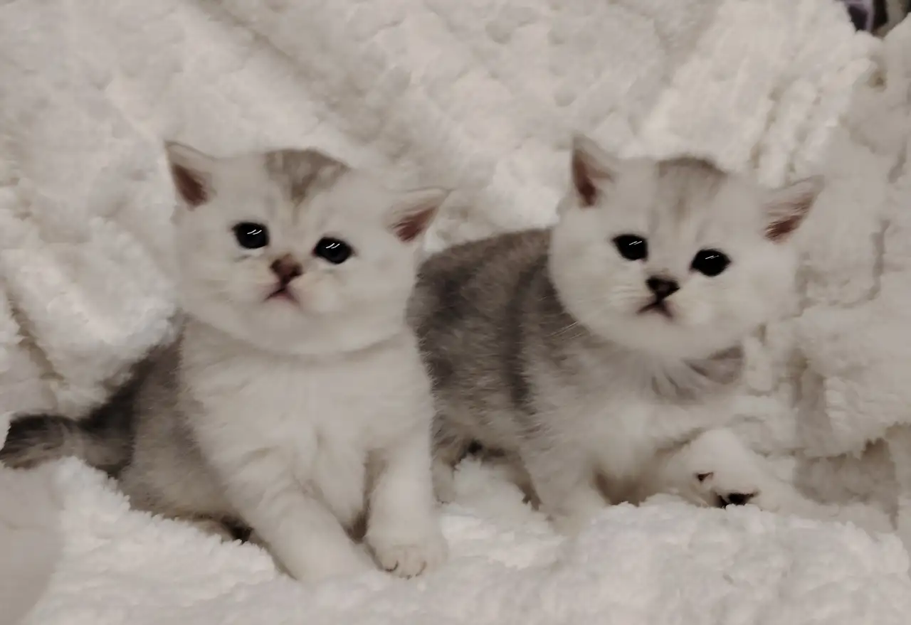 Шотландские котята., фотография 2