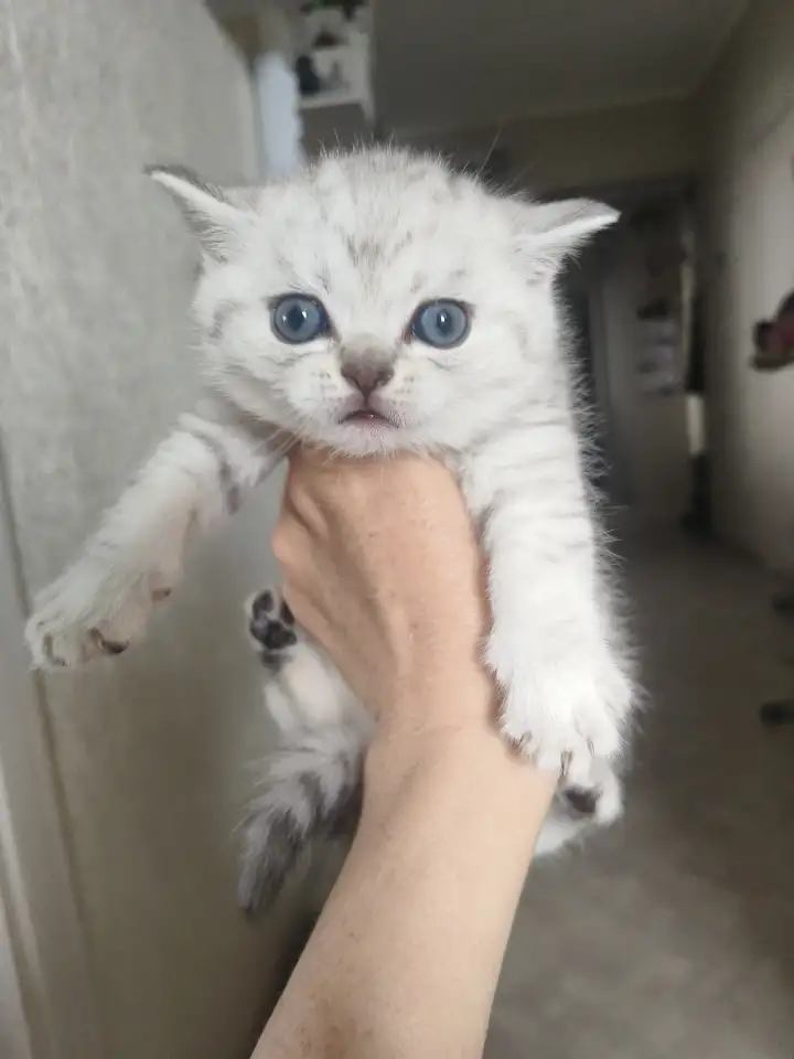Шотландские котята, фотография 3
