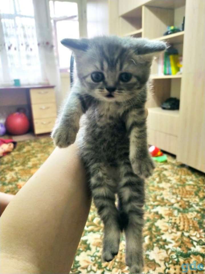 Шотландские котята, фотография 5