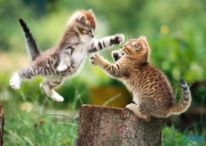 Отдам котят в ответственные и порядочные семьи., фотография 6
