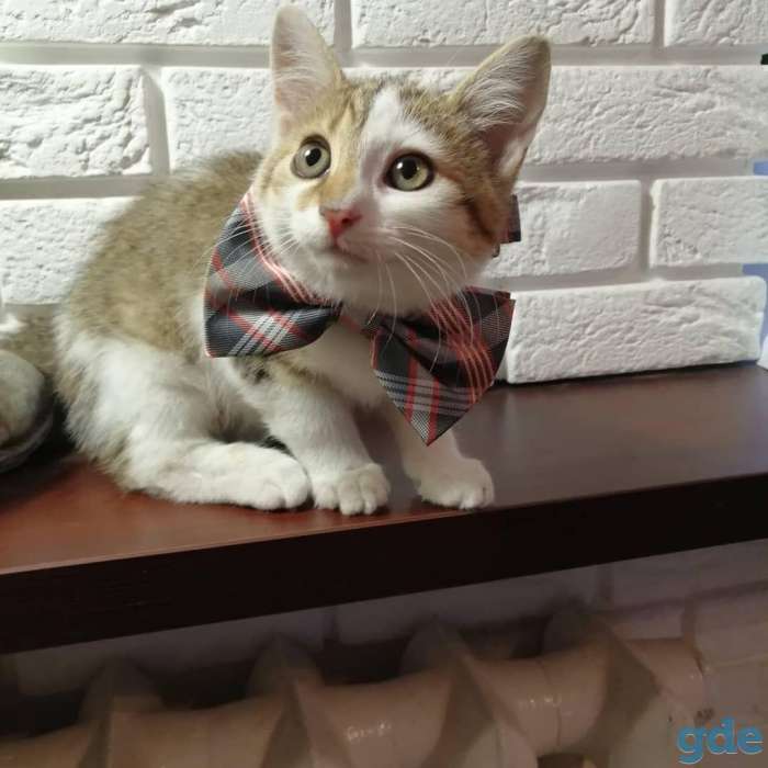 Котенок в добрые, ответственные руки!, фотография 3