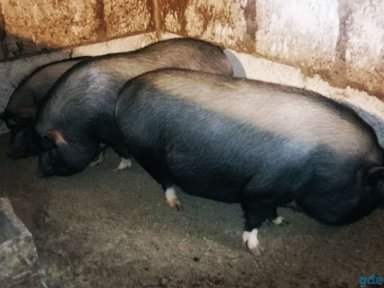 продам свиней, фотография 2