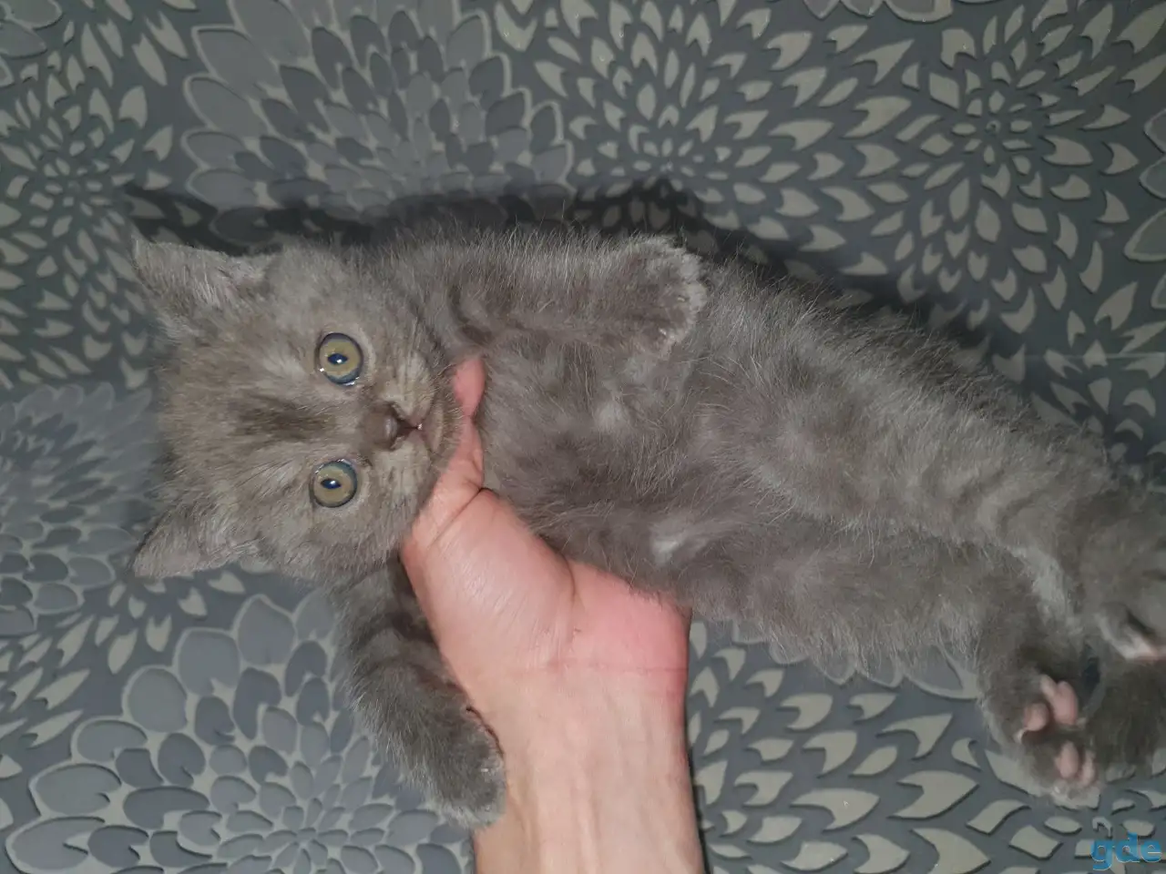 Продажа котят, фотография 9
