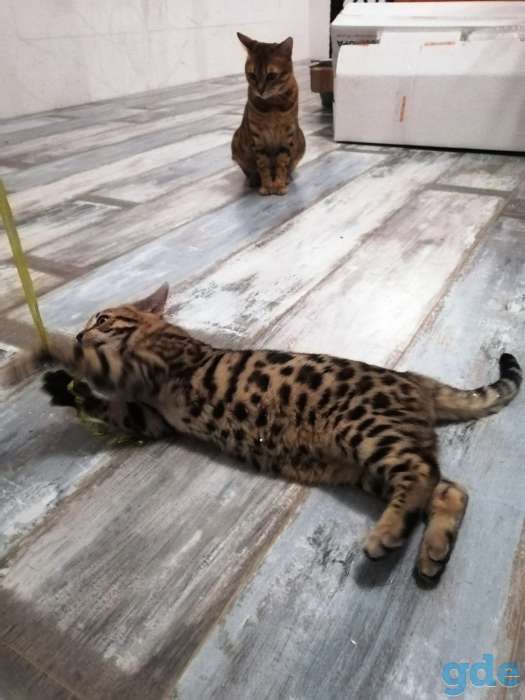 Котята бенгальские, фотография 9