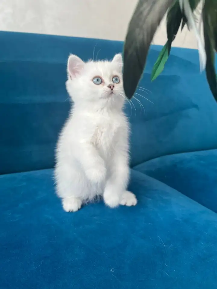 Британские котята, фотография 3