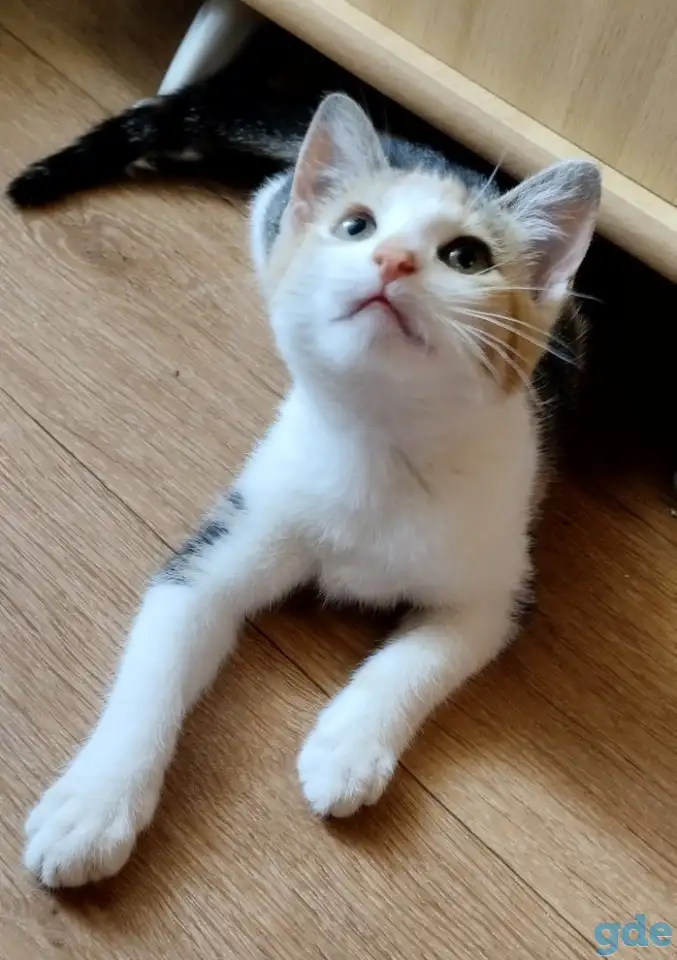 Котёнок ищет дом!, фотография 7