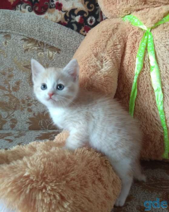 Британские котята, фотография 9