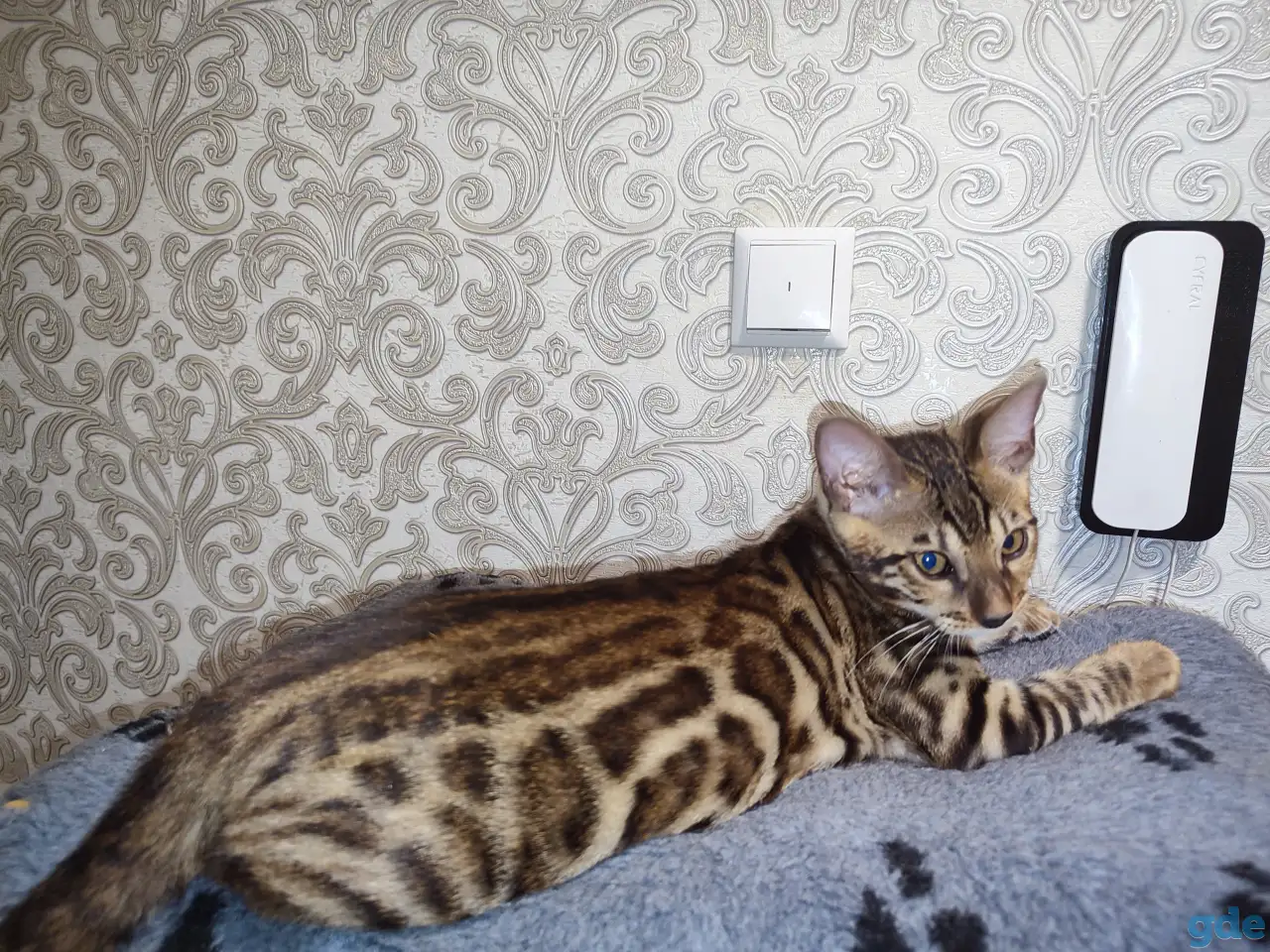 Бенгальские котята, фотография 3