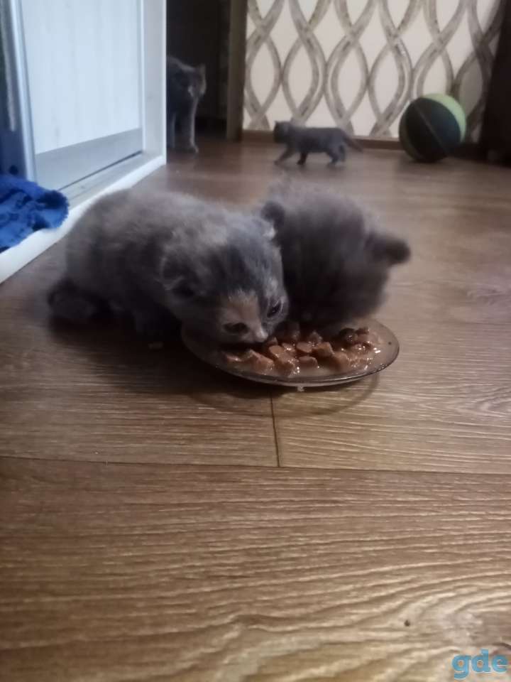 Продам шотладских котят, фотография 1