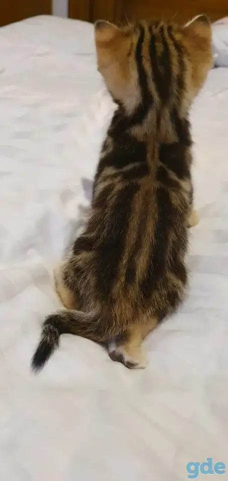 Шотландские котята, фотография 9