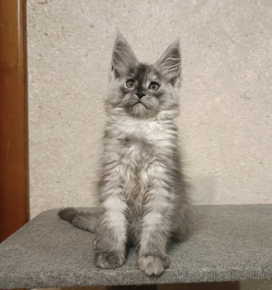 Девочка мейн-кун, фотография 2