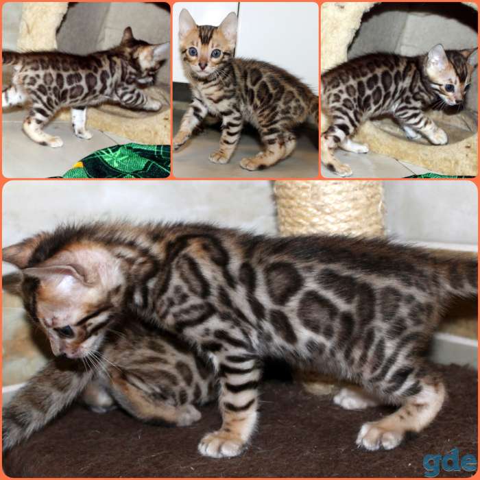 Бенгальские котята, фотография 3