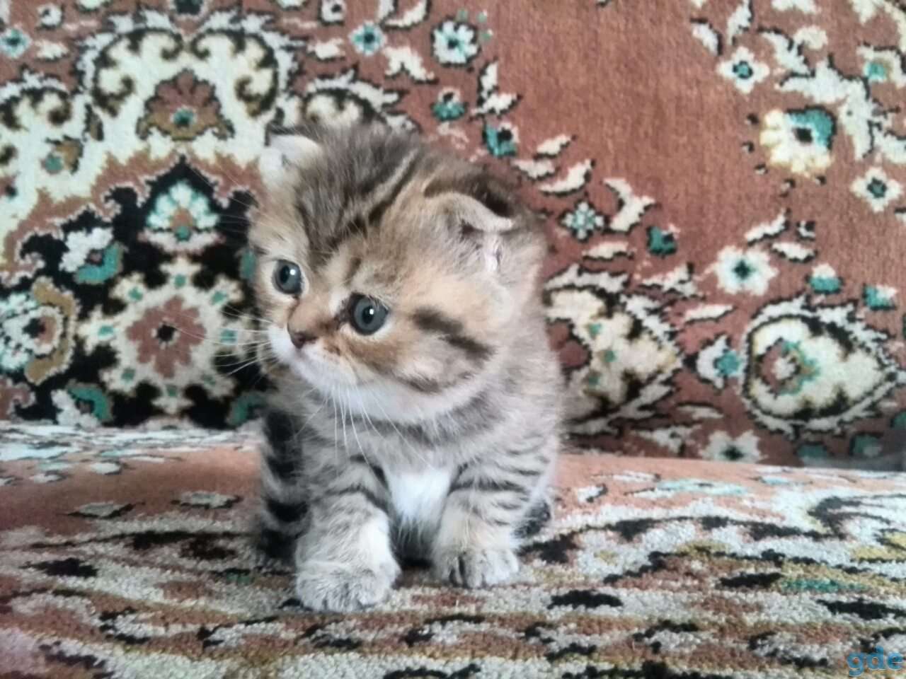 Продам шотландских вислоухих  котят, фотография 2
