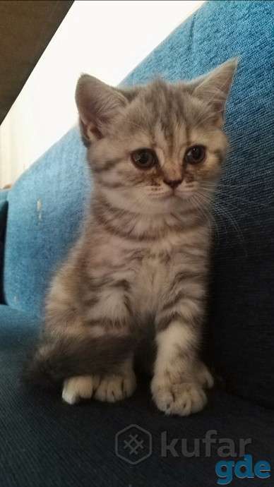 шотланская кошечка, фотография 3