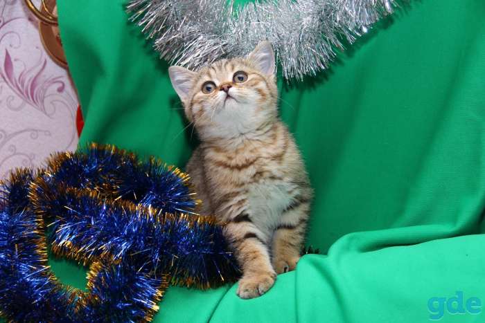Котята золотые британцы, фотография 2