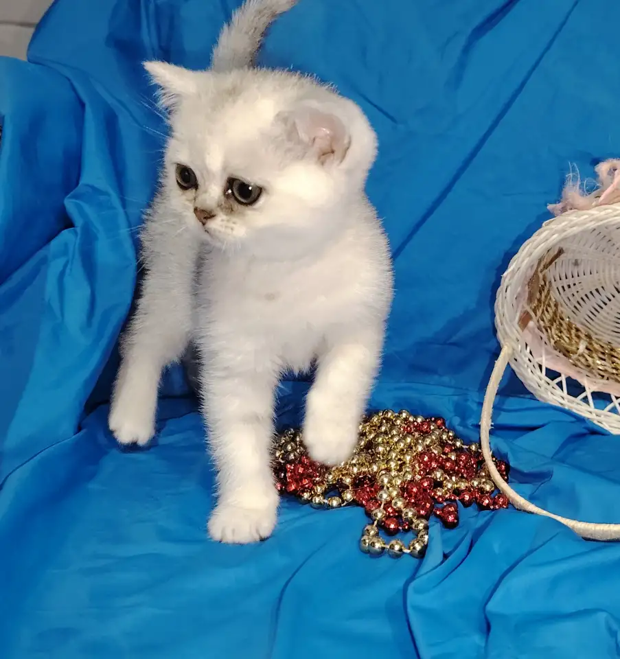 Шотландские котята., фотография 3