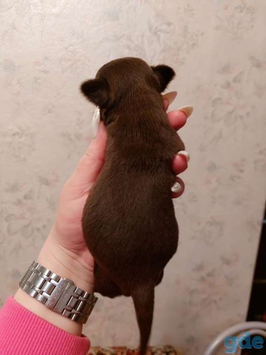 Чихуахуа мини,шоколад., фотография 3