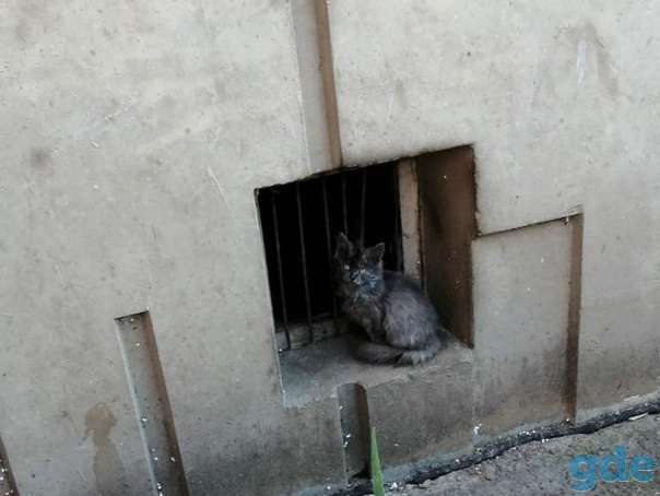 Котенок ищет передержку срочно, фотография 3