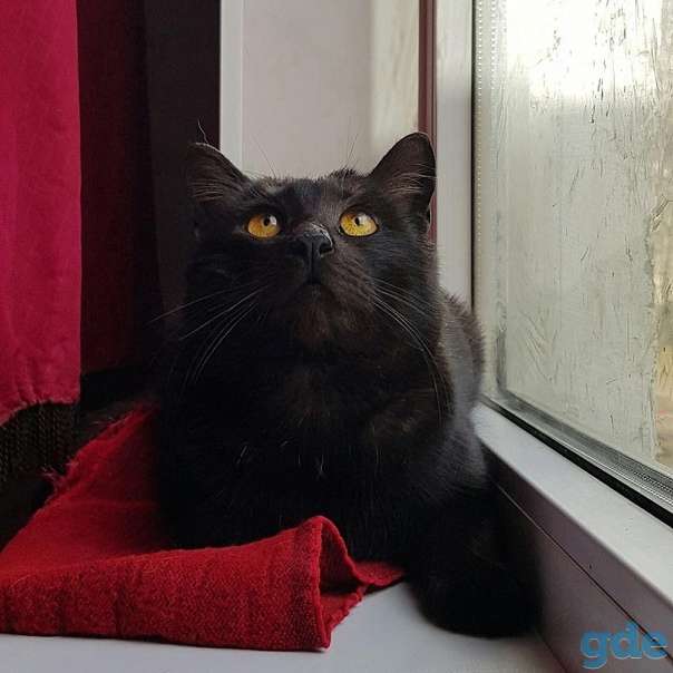 Котик ищет дом, фотография 2