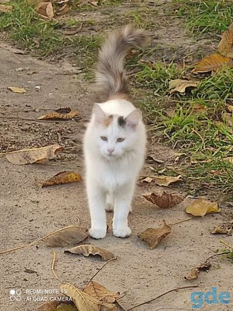 Котенок ищет дом, фотография 2