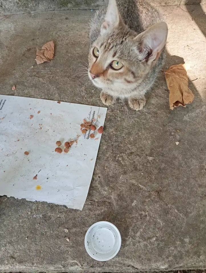 Котенок в дар, фотография 9