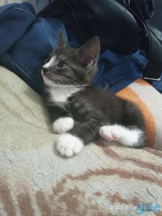 Котенок в дар, фотография 1