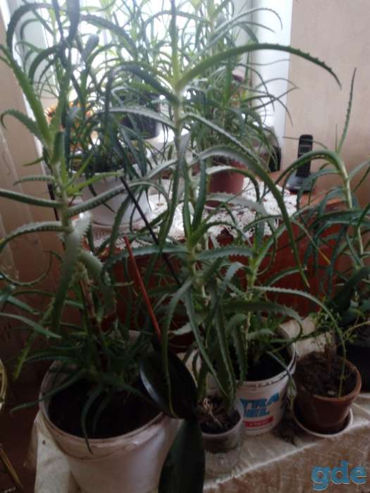Продам алоэ, фотография 1