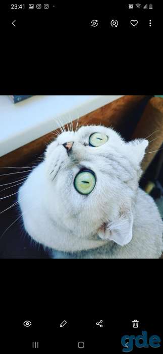 Шотландские котята, фотография 12