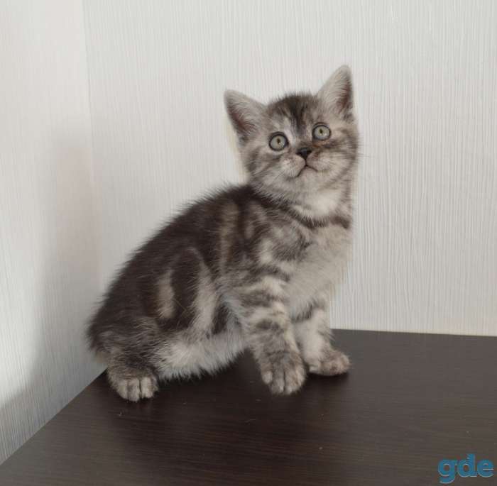 Шотландский короткошёрстный мальчик, фотография 1