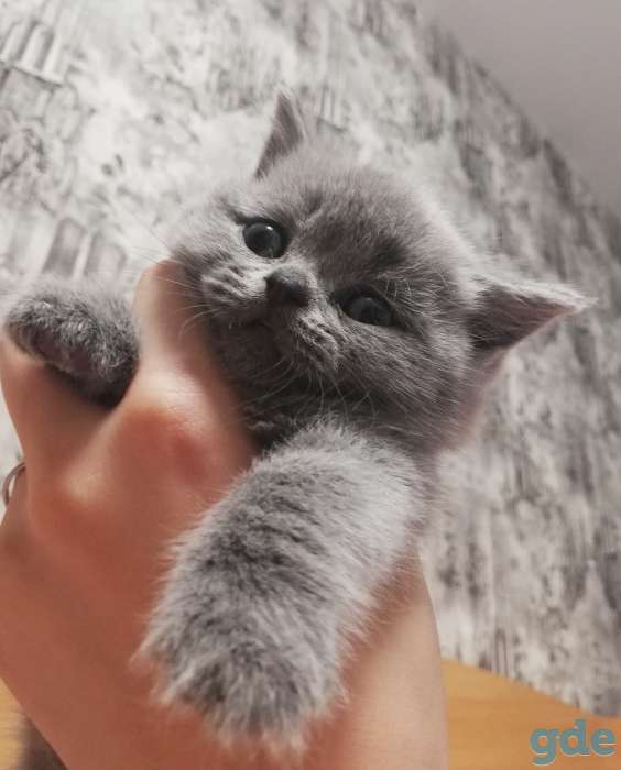 Продаю котят шотландской породы, фотография 7