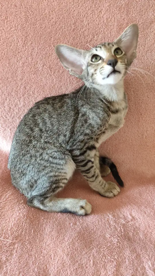 Ориентальные котята, фотография 1