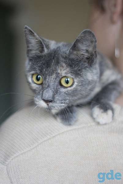 Котенок ищет дом, фотография 3