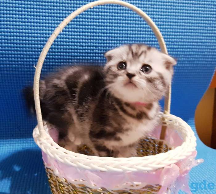 шотландские котята, фотография 4