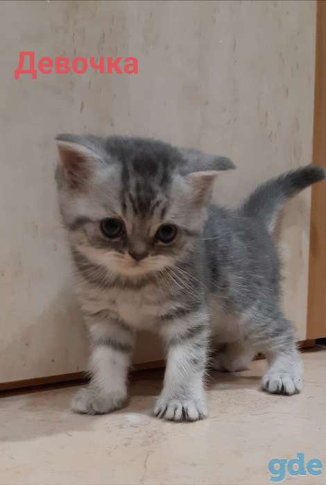 Шотландские котята, фотография 2