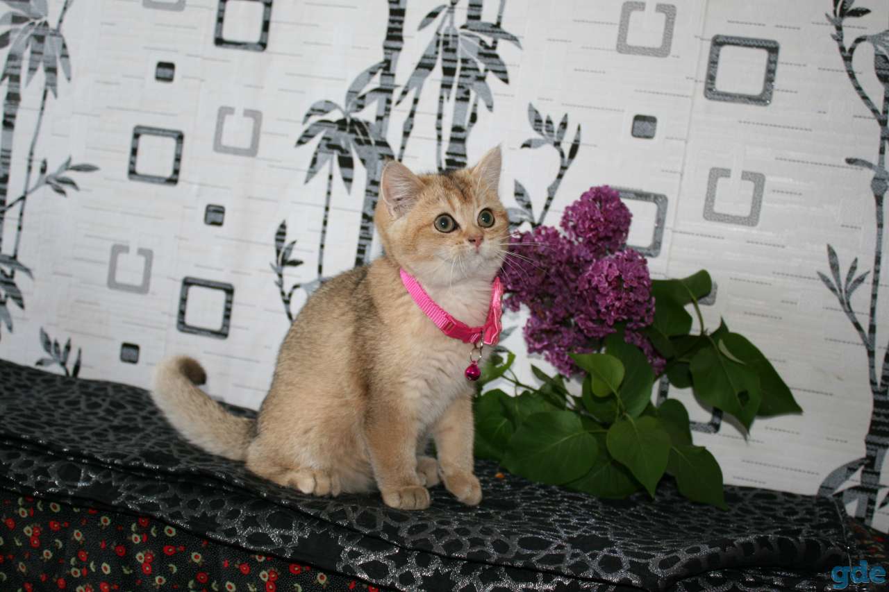 котята британские, фотография 6