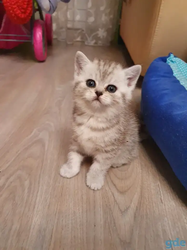 Котята, фотография 9